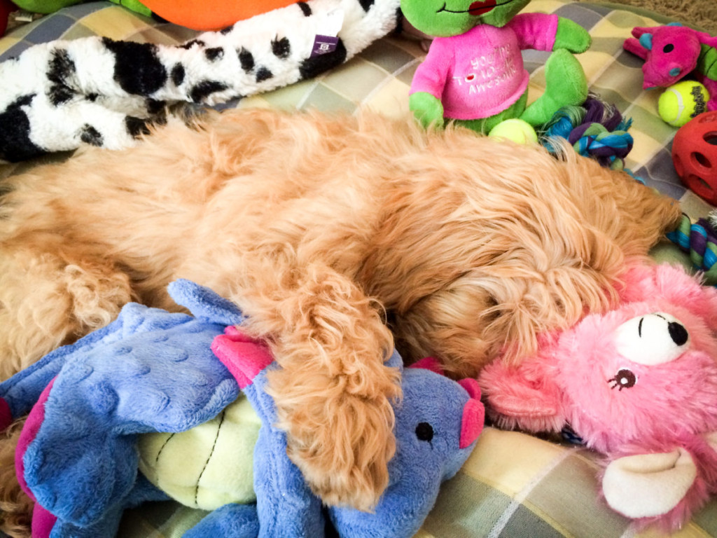 17 Toys Goldendoodles Actually Love!