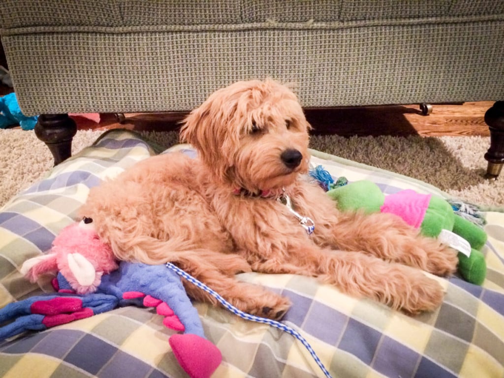 F2 Mini Goldendoodle Puppy