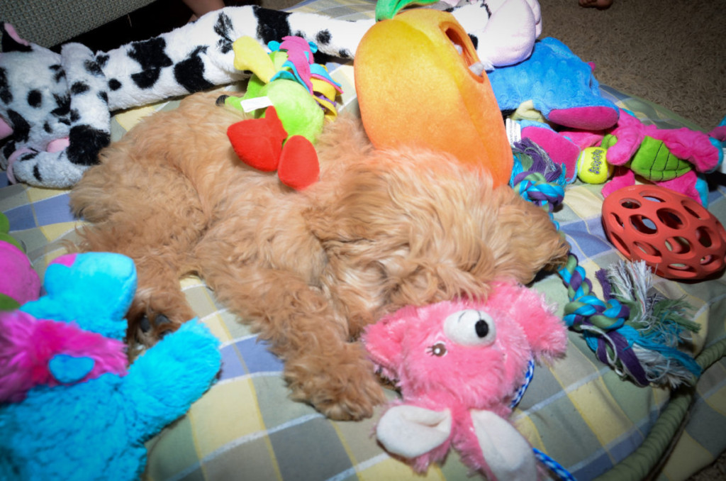 Lexie As A Puppy - 3 Months Old - Mini Goldendoodle Puppy #Doodle, #Puppy