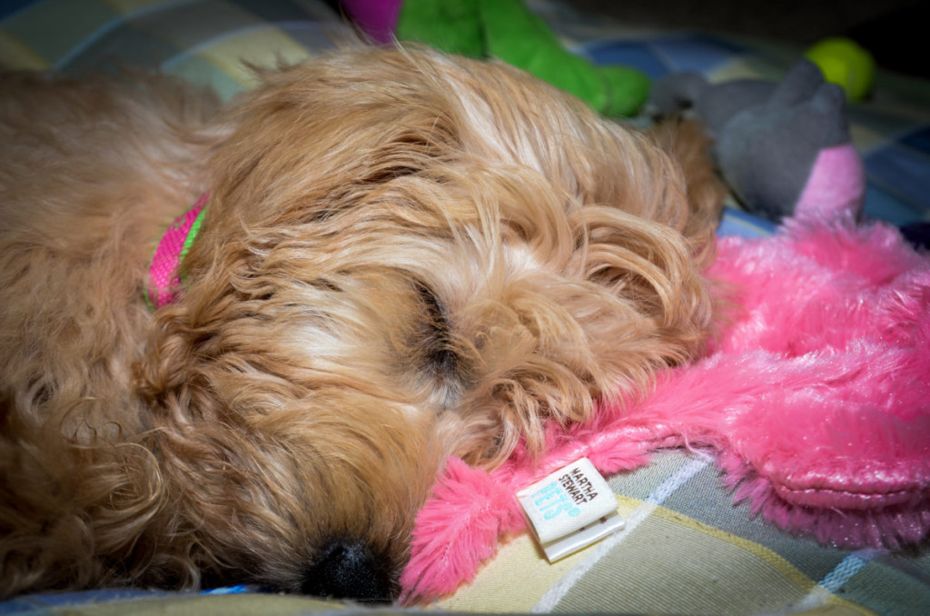 Do Puppies Dream More Than Adult Dogs? #Dogs, #Doodles