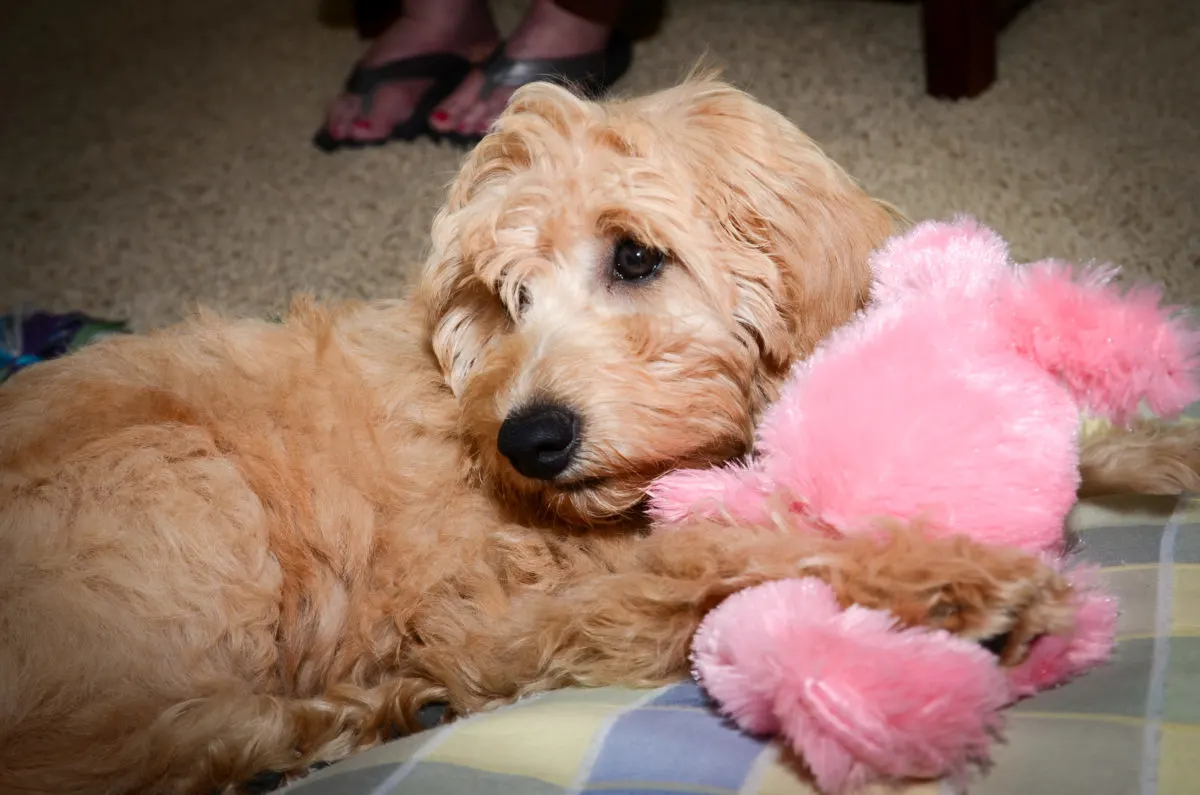 How Much Does A Goldendoodle Cost: Puppy Prices &Amp;Amp; Daily Maintenance 5 Lexie - Kaos Farm Goldendoodles - Goldendoodle Cost: Puppy Prices &Amp;Amp; Daily Maintenance