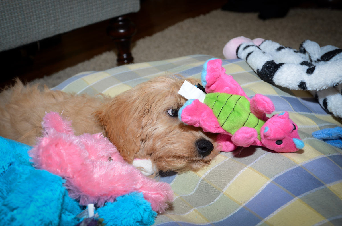 Lexie - Kaos Farm Goldendoodles - Goldendoodle Cost: Puppy Prices &Amp; Daily Maintenance