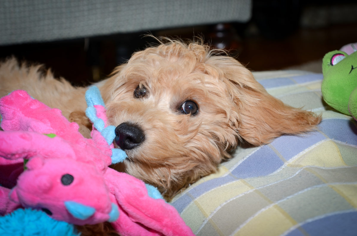 Goldendoodle Toys