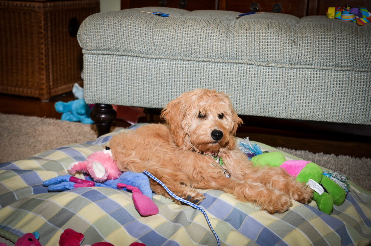 At What Age Is A Standard Goldendoodle Full Grown?