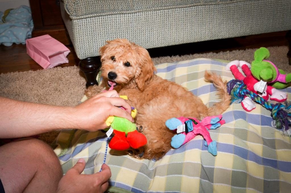 Lexie As A Puppy - 3 Months Old - Mini Goldendoodle Puppy