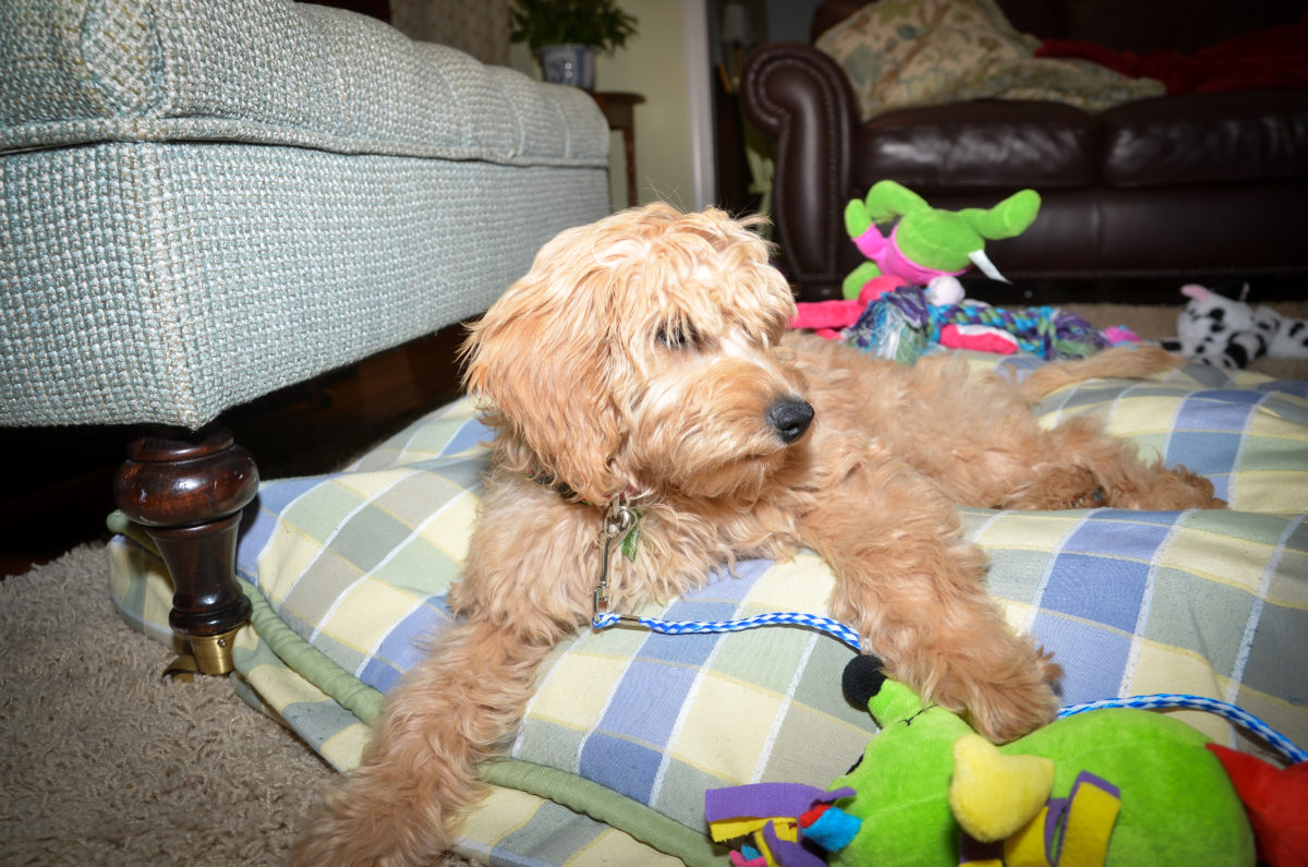 Lexie Is A Mini Goldendoodle Puppy