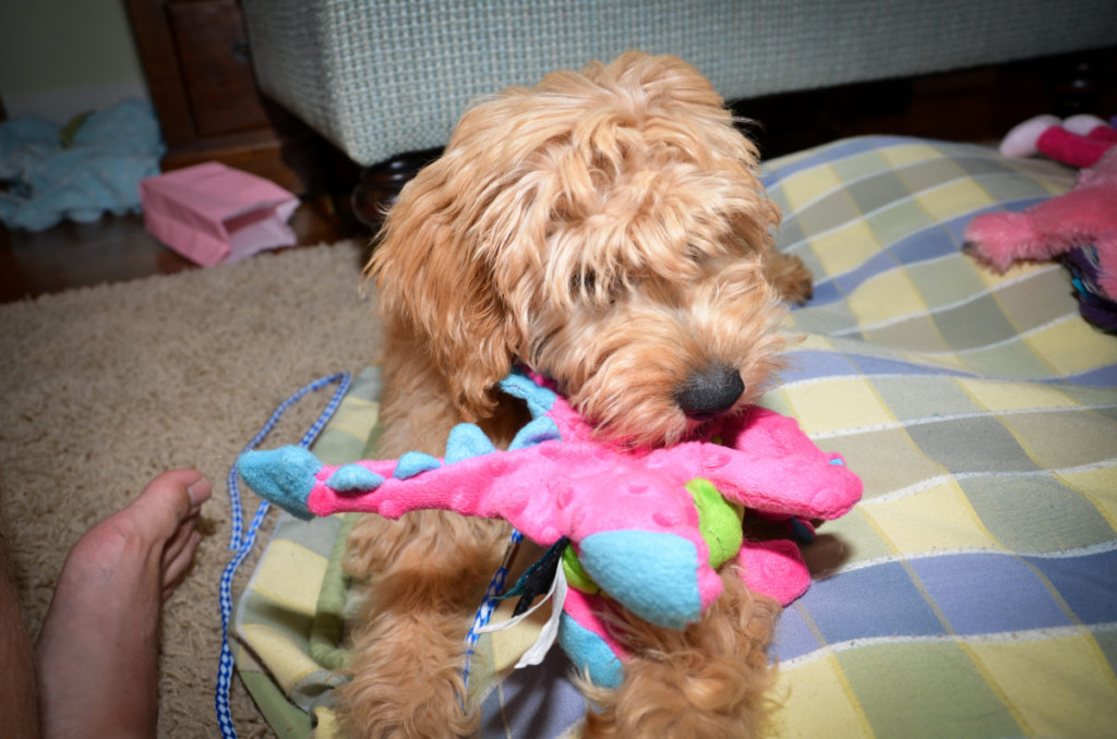 What Makes The Goldendoodle Smart?