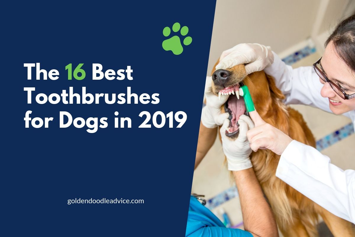 The 16 Best Toothbrushes For Dogs In 2019
