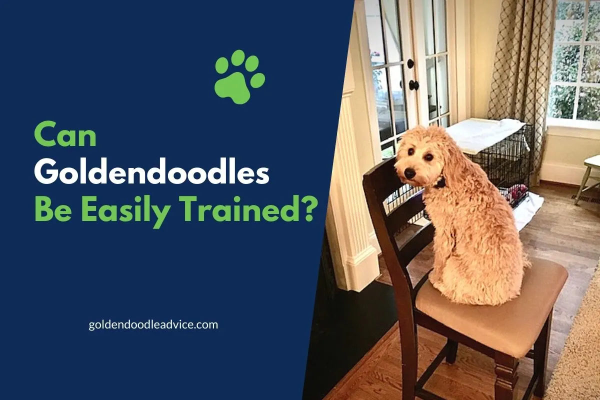 Can Goldendoodles Be Easily Trained?
