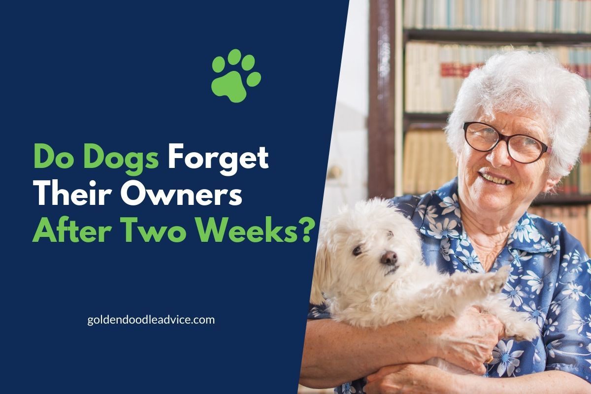 Do Dogs Forget Their Owners After Two Weeks?