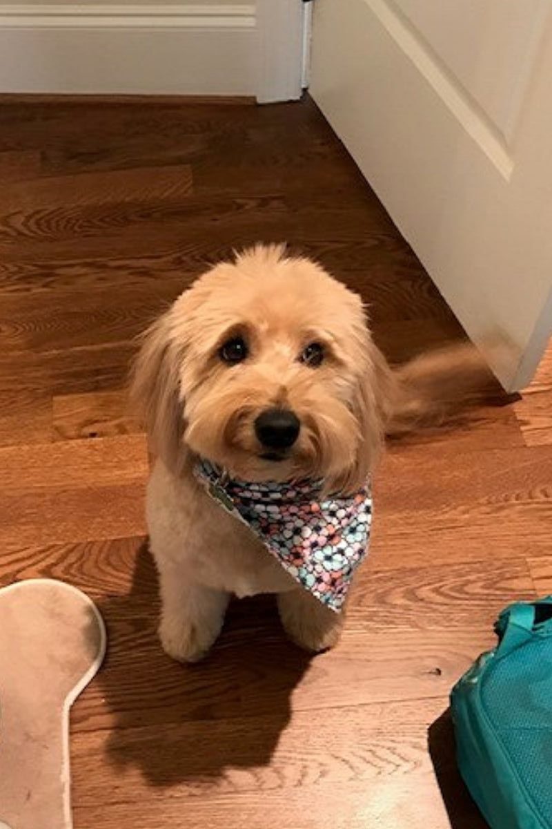 At What Age Is A Mini Goldendoodle Full Grown?