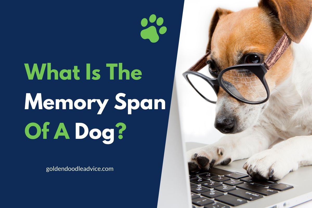What Is The Memory Span Of A Dog?