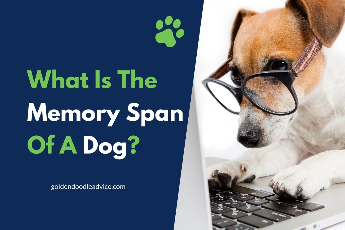 What Is The Memory Span Of A Dog?