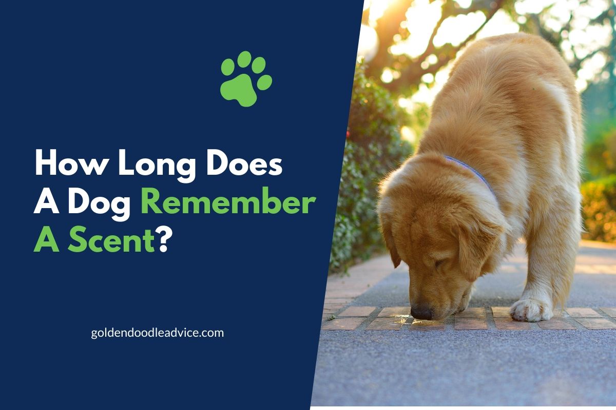 How Long Do Dogs Remember A Scent?