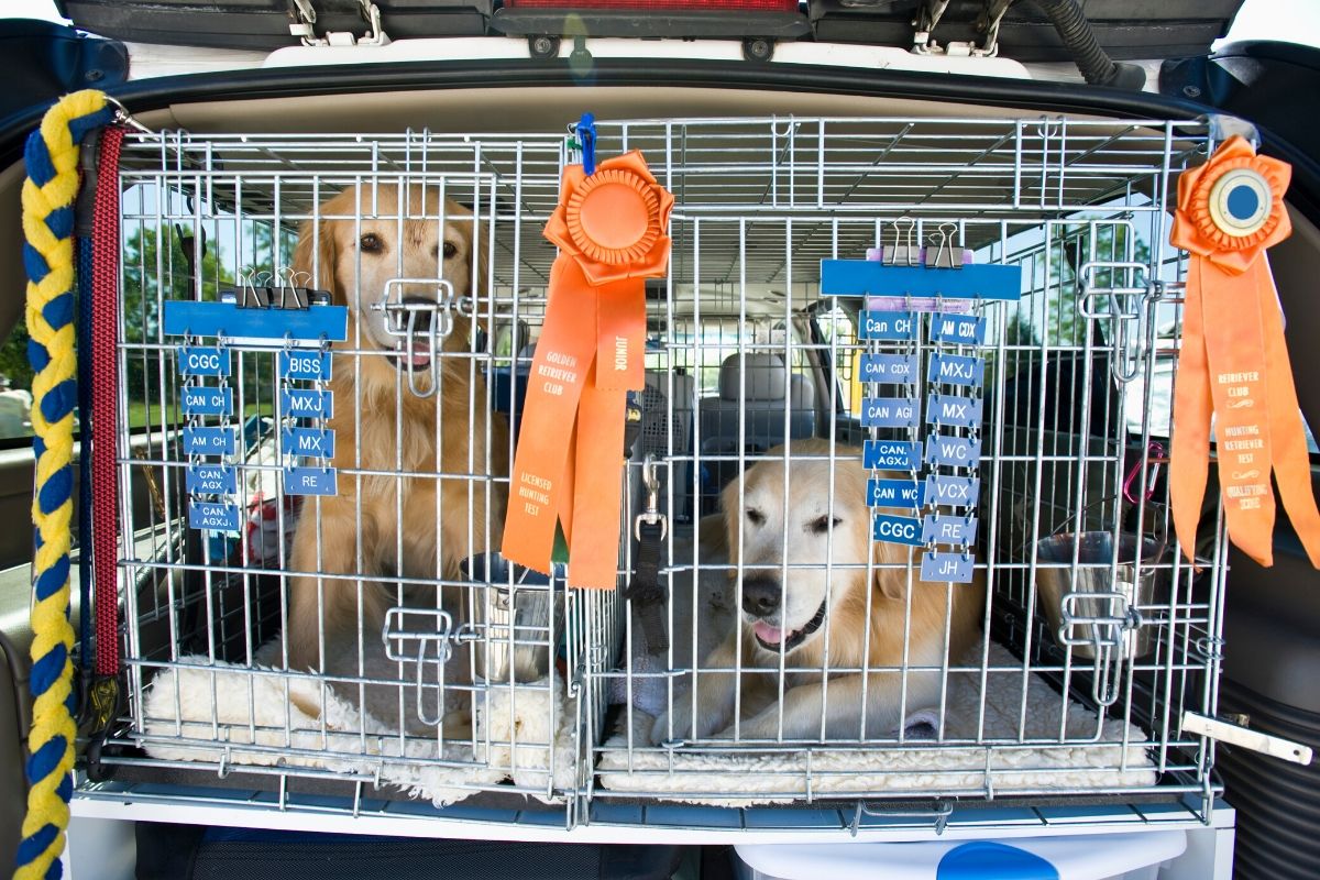 The Importance Of Crate Training