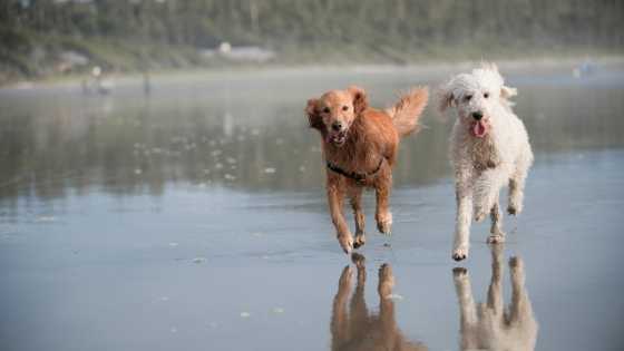 Would My Goldendoodle Make A Good Running Partner?