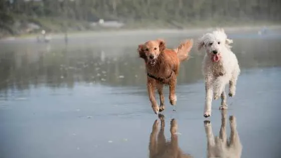 Would My Goldendoodle Make A Good Running Partner?