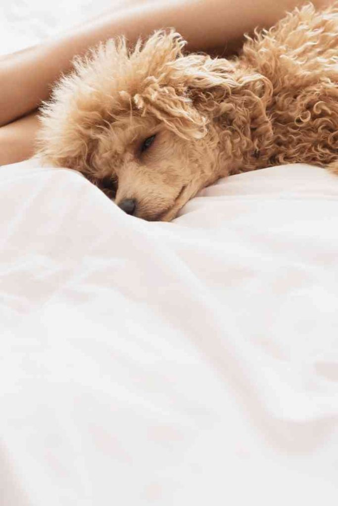 Why Do Dogs Sleep At The End Of The Bed_ #Dogs, #Puppies, #Doodles