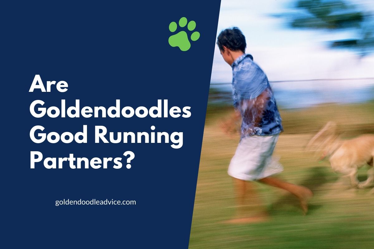 Are Goldendoodles Good Running Partners? #Dogs