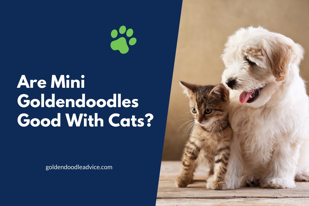 Are Mini Goldendoodles Good With Cats?