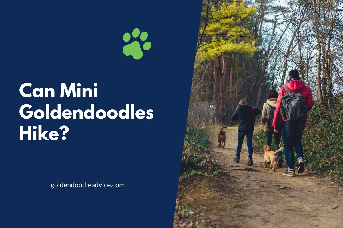 Can Mini Goldendoodles Hike?