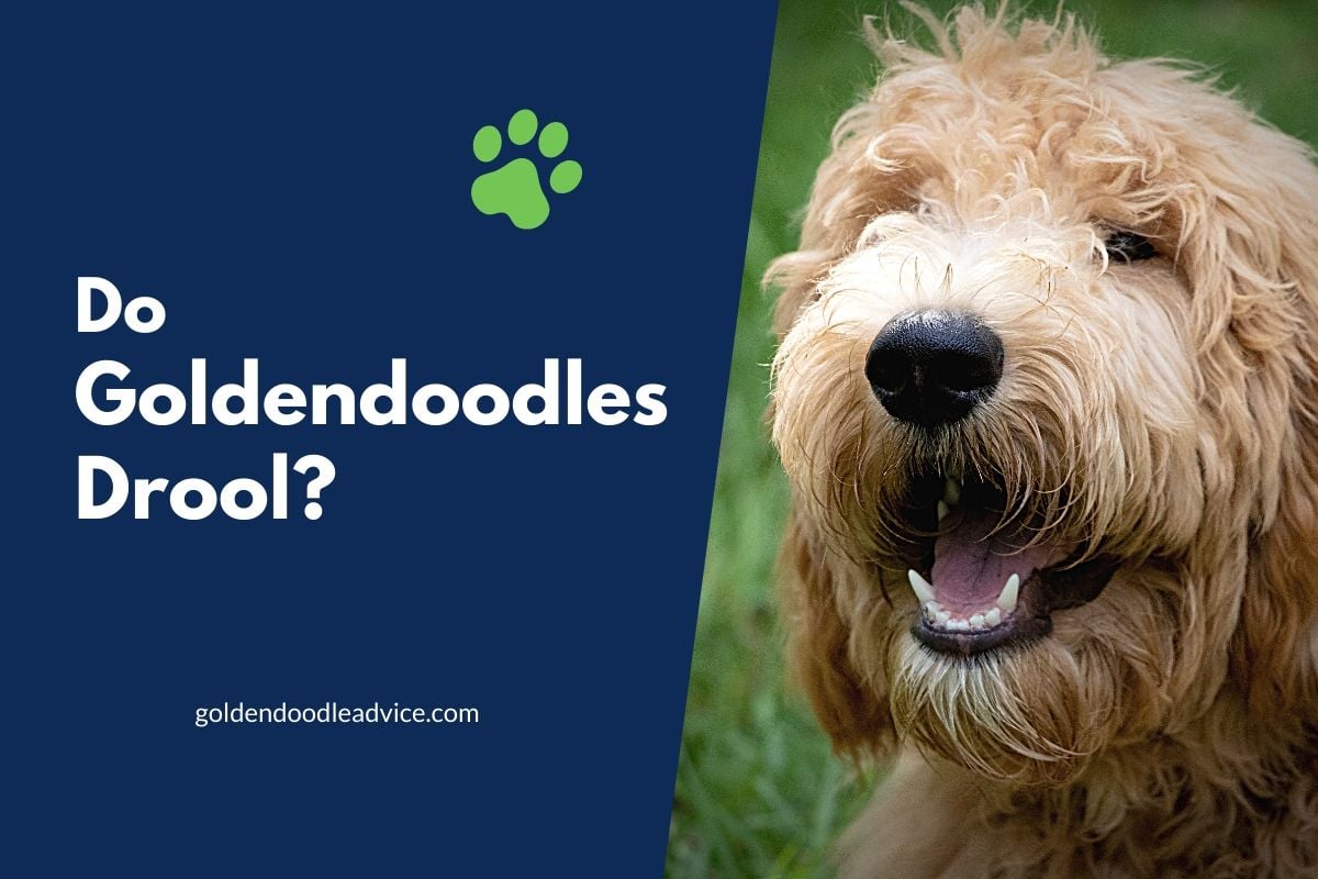 Do Mini Goldendoodles Drool? #Dogs, #Doodles, #Puppies
