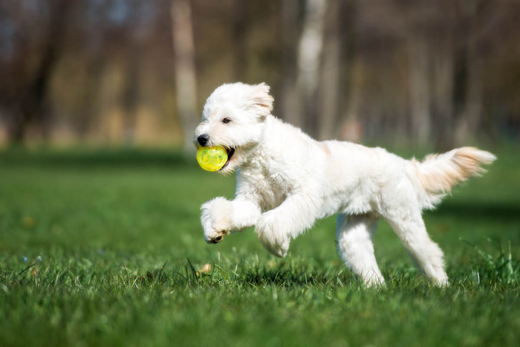 17 Toys Goldendoodles Actually Love!