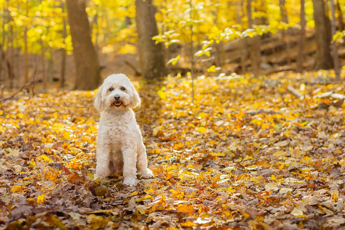 Can Goldendoodles Be Kept Outside?