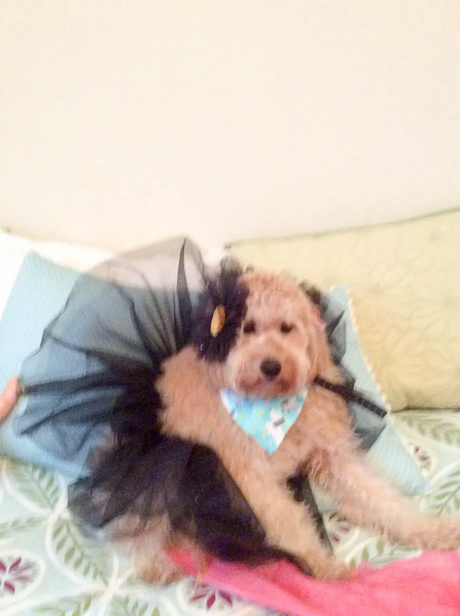 Ultimate Guide To Goldendoodles 3 Ultimate Guide To Goldendoodles 1