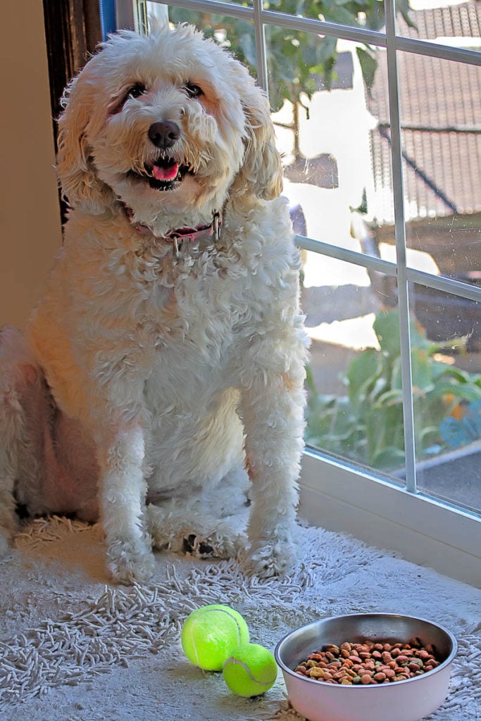 Do Mini Goldendoodles Drool?