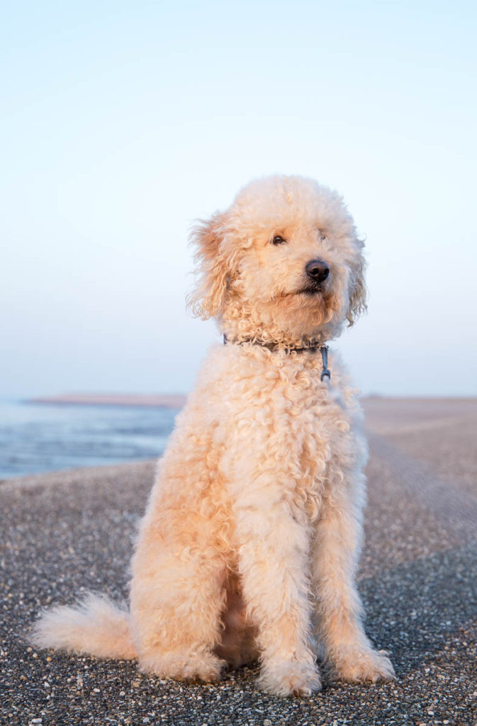 Are Goldendoodles Good Guard Dogs?