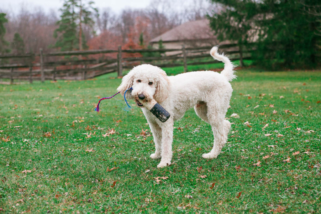 Is Your Goldendoodle Hyper