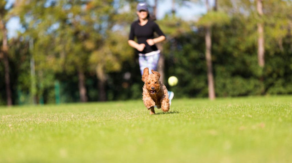 Is Your Goldendoodle Hyper