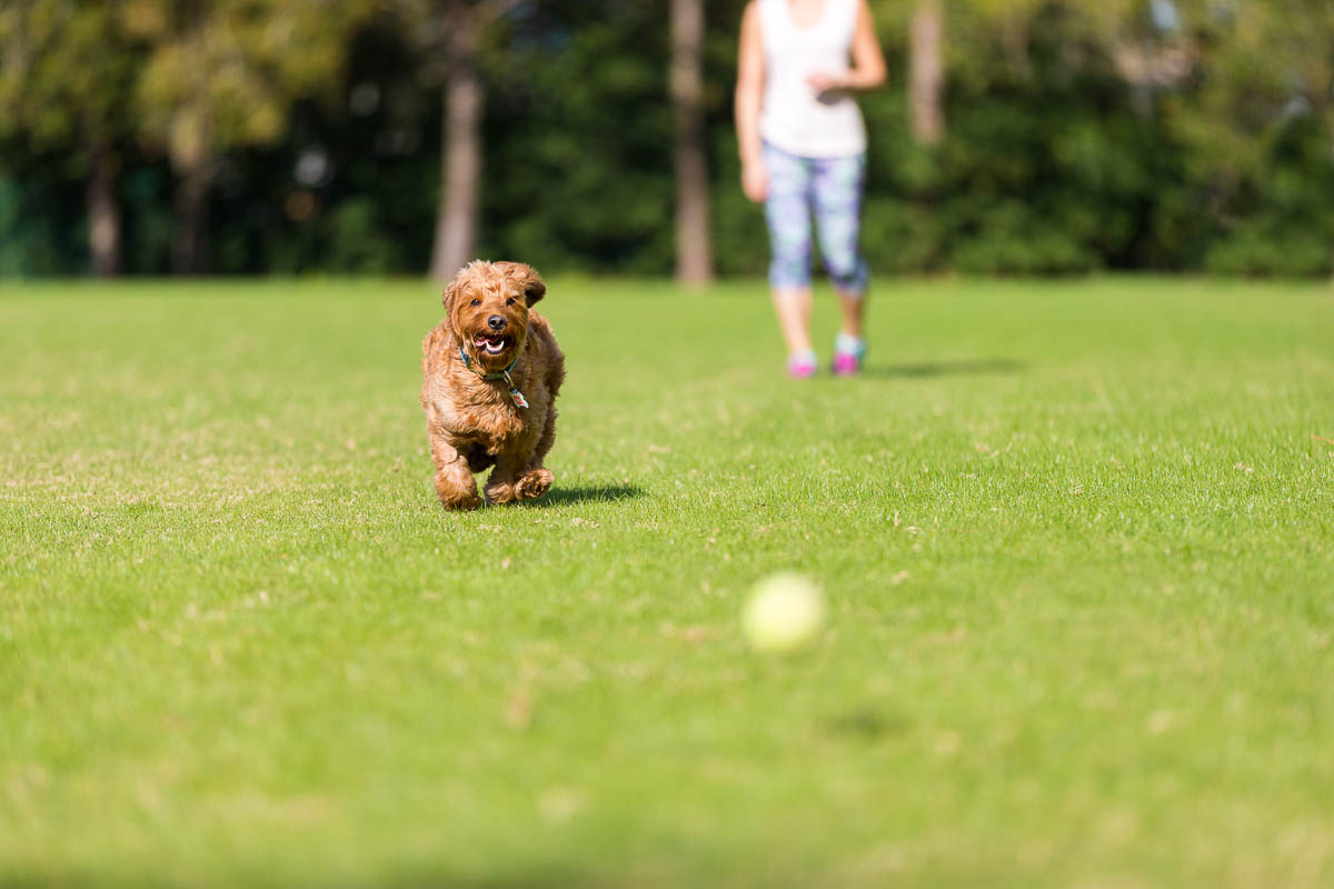 Can Mini Goldendoodles Live In Apartments? A Complete Guide