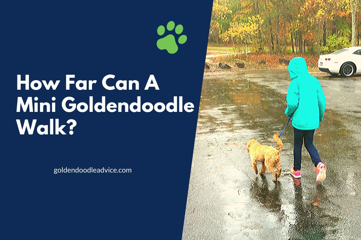 How Far Can A Mini Goldendoodle Walk?