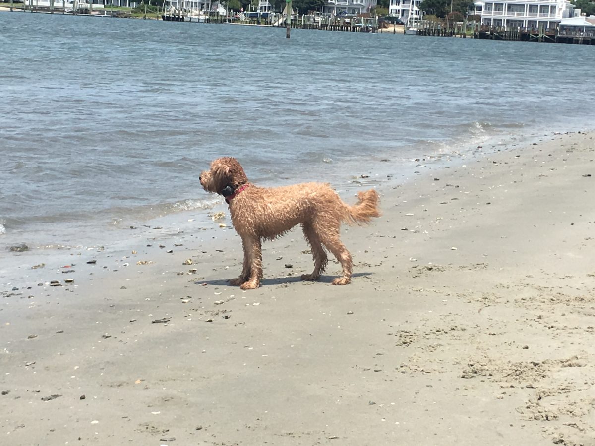 Can Goldendoodles Swim? Do Goldendoodles Like The Water? #Goldendoodles Outdoors, Hiking, Swimming, Boating, Running And More #Dogs, #Doodles, #Goldendoodles