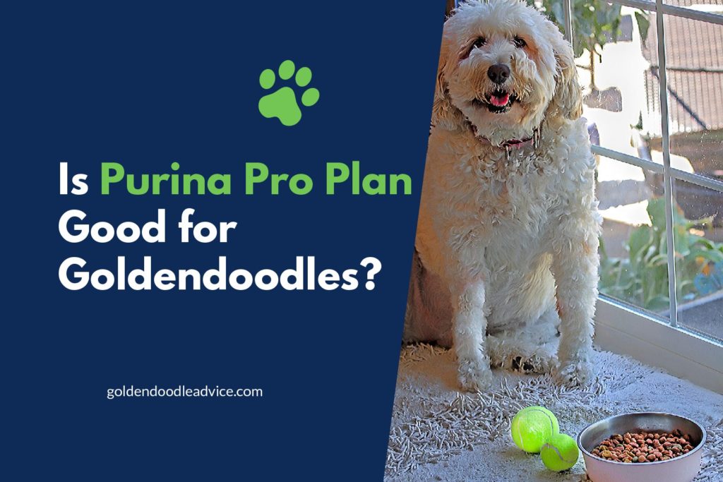 Is Purina Pro Plan Good For Goldendoodles? 3