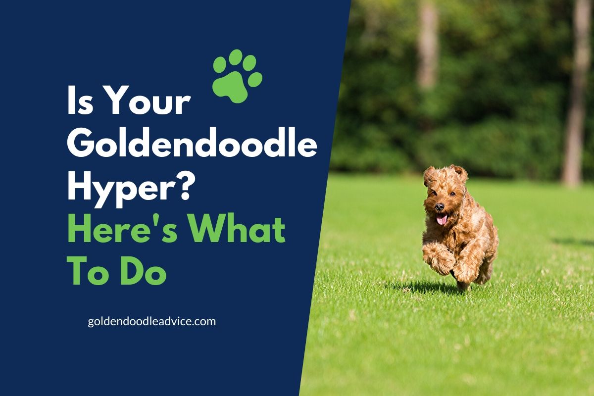 Are Goldendoodles Hyper? Here’s What To Do