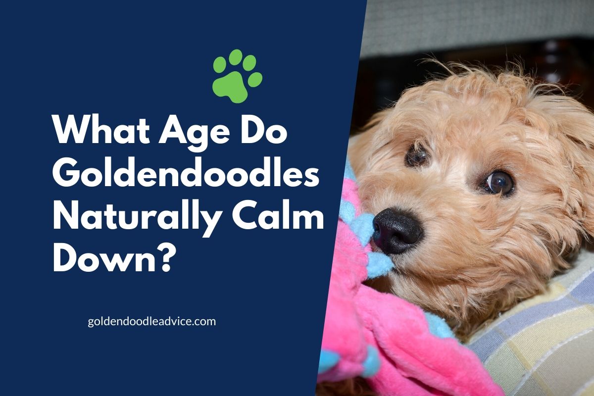 When Do Goldendoodles Calm Down