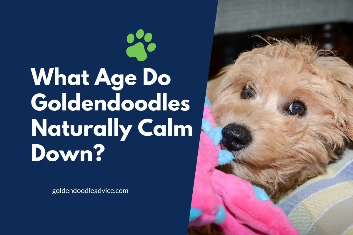 When Do Goldendoodles Calm Down 5 What Age Do Goldendoodles Naturally Calm Down_ #Dogs, #Puppies, #Doodles