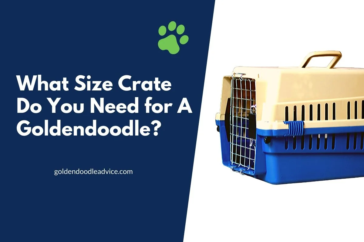 What Size Crate Do You Need For A Goldendoodle? 2 What Size Crate Do You Need For A Goldendoodle? #Dogs