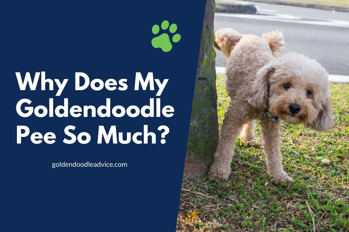Why Does My Goldendoodle Pee So Much?