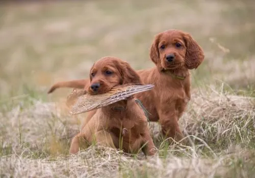 Can A Goldendoodle Be A Hunting Dog? 2 Goldendoodles Outdoors, Hiking, Swimming, Boating, Running And More #Dogs, #Doodles, #Goldendoodles