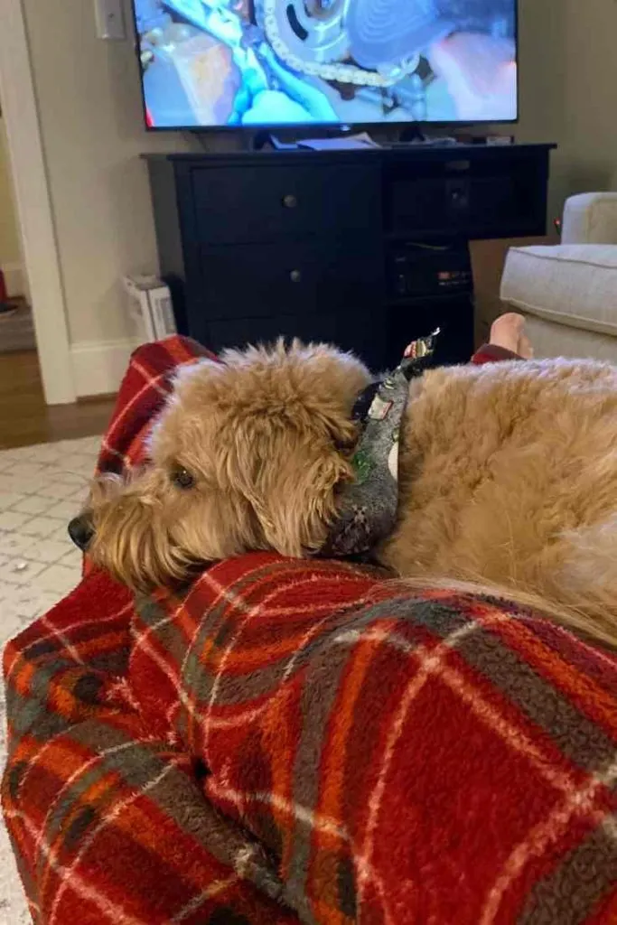 Are Mini Goldendoodles Lapdogs? 2 Are Mini Goldendoodles Lapdogs?