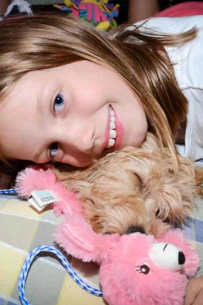 Are Mini Goldendoodles Lapdogs? 3 Are Mini Goldendoodles Lapdogs?