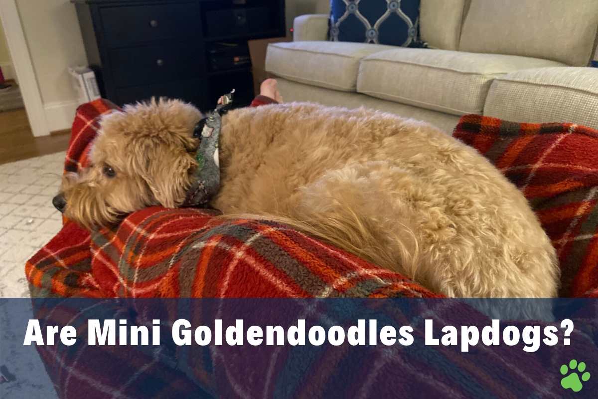 Are Mini Goldendoodles Lapdogs?