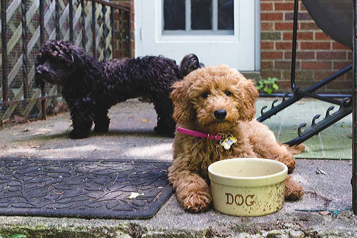 What Is A Double Doodle Dog Breed?