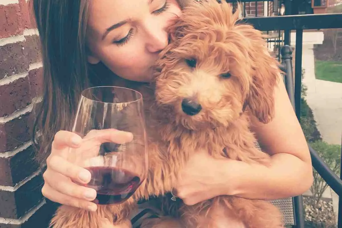 How To Take Care Of A Goldendoodle Puppy: 14 Veterinarian Tips 3 15 Vet Tips On How To Take Care Of A Goldendoodle Puppy: A First-Time Owner'S Guide
