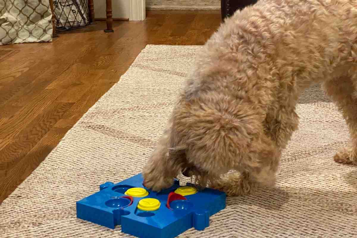 Goldendoodle Using A Dog Puzzle Toy!