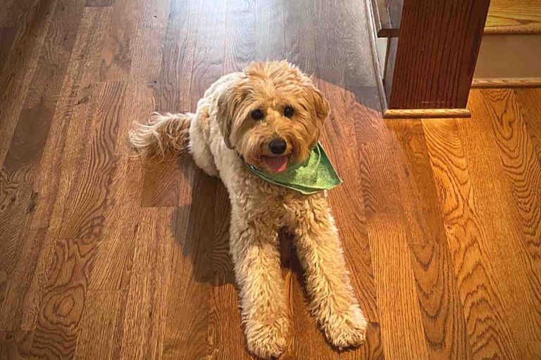How Long Do Goldendoodles Stay Puppies? #Dogs #Puppies #Doodles